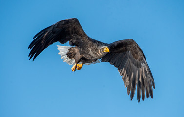 Adult White-tailed eagle in flight.  Scientific name: Haliaeetus albicilla, also known as the ern, erne, gray eagle, Eurasian sea eagle and white-tailed sea-eagle.