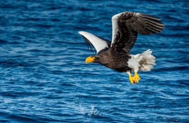 Adult Steller's sea eagle fishing. Scientific name: Haliaeetus pelagicus. Blue ocean background. Natural Habitat.