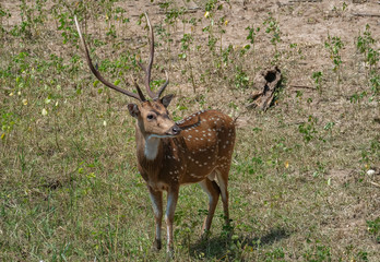 Naklejka na ściany i meble Axis Deer or Ceylon spotted Deer (Axis axis ceylonensis), Yala National Park, Sri Lanka