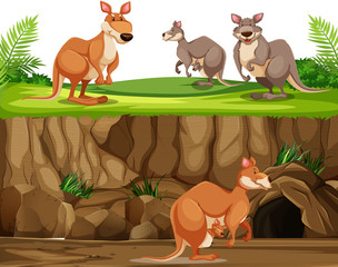 Kangaroo in nature landscape
