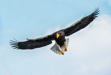 Adult White-tailed eagle in flight. Front view. Sky background. Scientific name: Haliaeetus albicilla, also known as the ern, erne, gray eagle, Eurasian sea eagle and white-tailed sea-eagle.