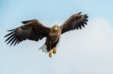Adult White-tailed eagle in flight. Front view. Sky background. Scientific name: Haliaeetus albicilla, also known as the ern, erne, gray eagle, Eurasian sea eagle and white-tailed sea-eagle.