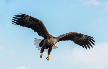 Adult White-tailed eagle in flight. Front view. Sky background. Scientific name: Haliaeetus albicilla, also known as the ern, erne, gray eagle, Eurasian sea eagle and white-tailed sea-eagle.