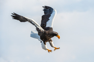 Adult Steller's sea eagle in flight. Scientific name: Haliaeetus pelagicus. Sky background. Natural Habitat.
