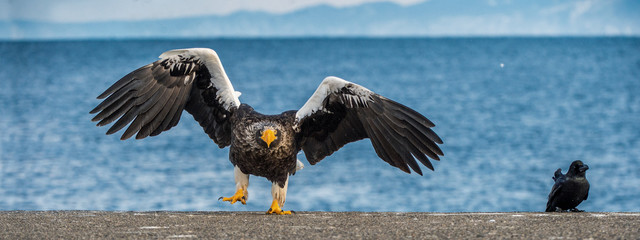 Adult Steller's sea eagle landing.  Scientific name: Haliaeetus pelagicus. Blue sky and ocean background.  Winter Season.