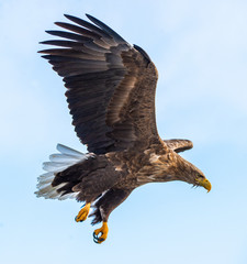Adult White-tailed eagle in flight. Sky background. Scientific name: Haliaeetus albicilla, also known as the ern, erne, gray eagle, Eurasian sea eagle and white-tailed sea-eagle.