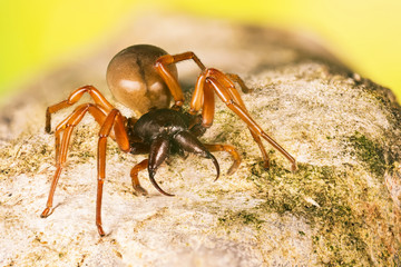 Woodlouse Spider, Woodlouse Hunter, Spider, Dysdera crocata