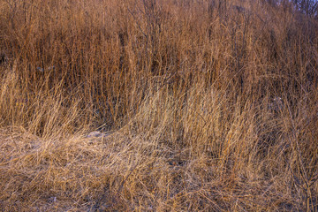 Dry grass season fire hazard