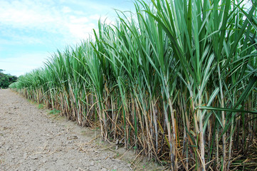 inmensa siembra de caña de azucar