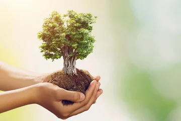 Gardinen hand holding big tree growing on green background © lovelyday12