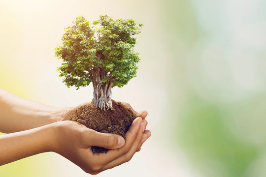 Fototapeta hand holding big tree growing on green background