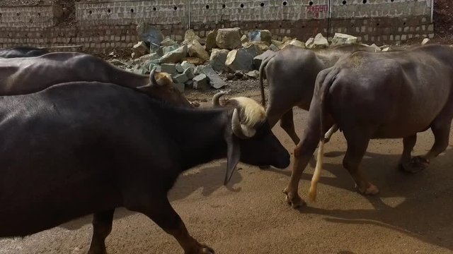 Handheld, tracking, exterior, medium close up shot inside car driving alongside herd of cows walking on side of road.
