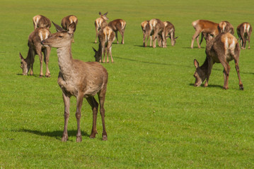 Naklejka na ściany i meble Deer family grazing grass in the Richmond park.