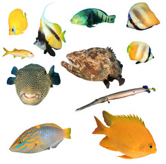 Tropical reef fish isolated on white 