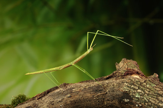 Stick insect or Phasmids (Phasmatodea or Phasmatoptera) also known as walking stick insects, stick-bugs, bug sticks or ghost insect. Green stick insect camouflaged on tree. Selective focus, copy space