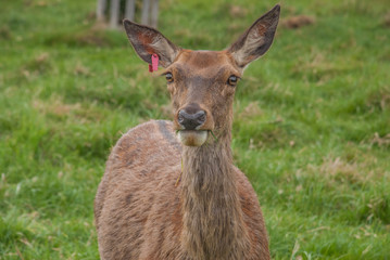 Naklejka na ściany i meble Deer looked at the camera in Richmond Park.