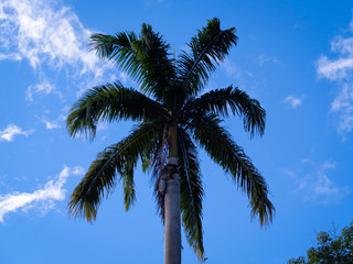 Fototapeta na wymiar Coconut foot overlooking blue sky