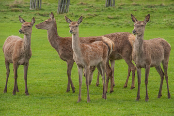 Naklejka na ściany i meble Deer family grazing grass in the Richmond park.