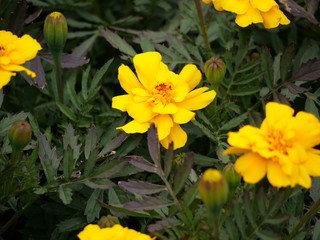 花々