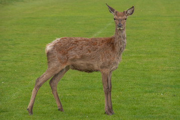 Naklejka na ściany i meble Deer looked at the camera in Richmond Park.