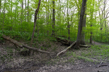 Trillium Hillside