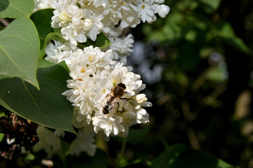 White lilac blooms in the garden.