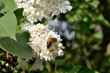 White lilac blooms in the garden.