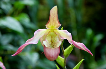 Ladyslipper