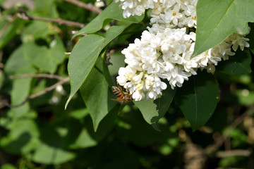 White lilac blooms in the garden.