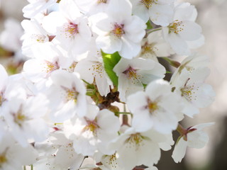 さくら、sakura