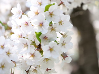 さくら、sakura