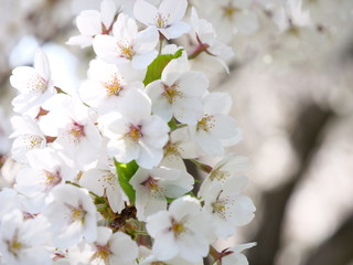 さくら、sakura