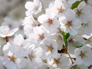 さくら、sakura