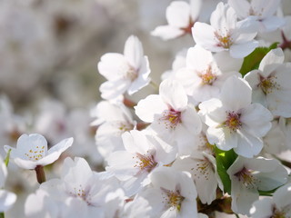 さくら、sakura