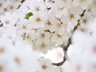 さくら、sakura