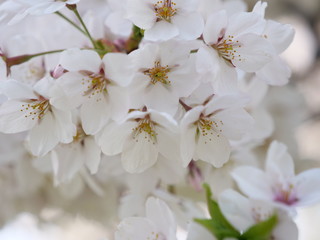 さくら、sakura