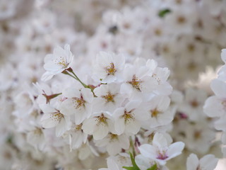 さくら、sakura