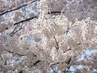 さくら、sakura