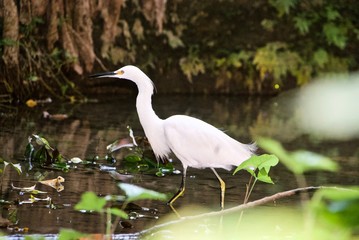 Fototapeta premium beautiful white bird in natural habitat