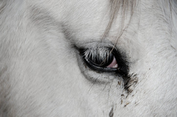 white horse closeup. horse on a farm. from close focus