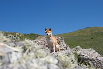dog on rocky landscape