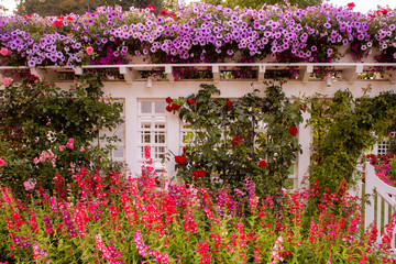 Fototapeta na wymiar Garden with beautiful flowers