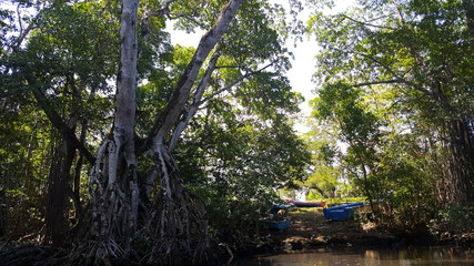 landscape, lakes, nature, trees, fauna, water, sea, fish
