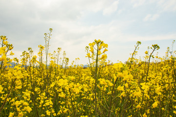 In the springtime - Rape(canola, rapeseed) flower field.