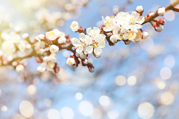 Beautiful apricot tree branch with tiny tender flowers against blue sky, space for text. Awesome spring blossom