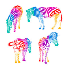 Set of colorful zebra.  Wild animal texture striped. Vector illustration. isolated on white background.