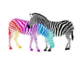 Zebra couple.  Wild animal texture. Striped black and colorful. Vector illustration. isolated on white background.