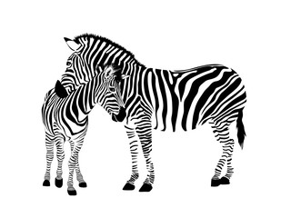 Fototapeta na wymiar Zebra family. Wild animal texture. Striped black and white. Vector illustration isolated on white background.