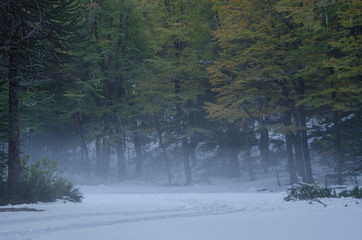 Bosque misterioso