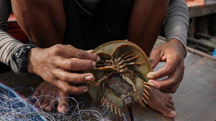 Fishermen catching horsehoe crab from the sea